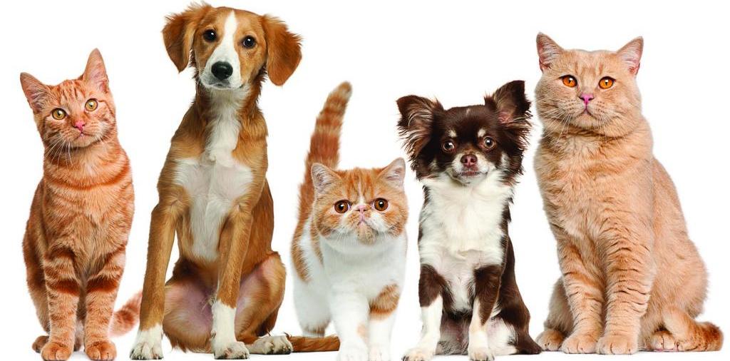Доска объявлений о животных | ЗооТом - продажа, вязка и услуги для животных в Сертолово