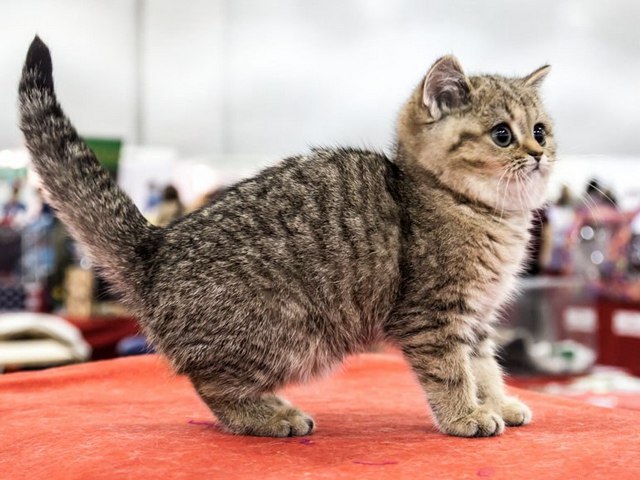 Породы кошек в Сертолово | ЗооТом портал о животных