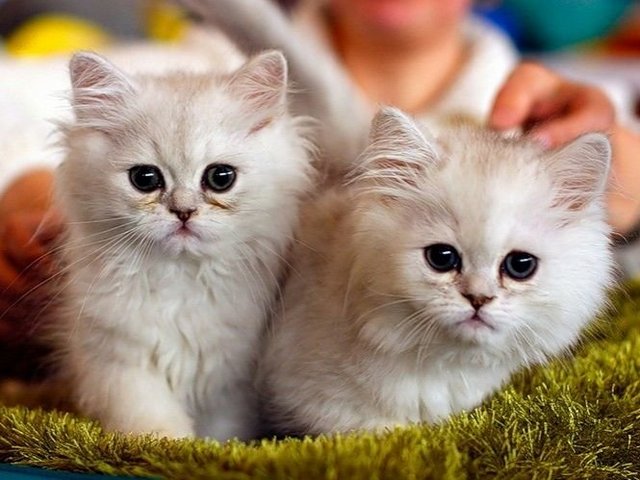 Породы кошек в Сертолово | ЗооТом портал о животных