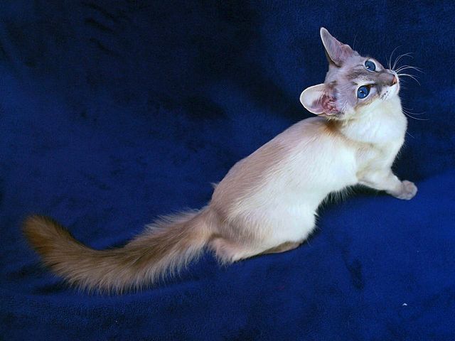 Выведенные породы кошек в Сертолово | ЗооТом портал о животных