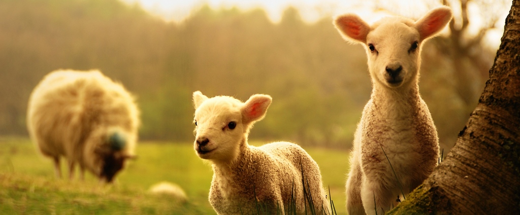 Объявления о сельскохозяйственных животных | ЗооТом - продажа, вязка и услуги для животных в Сертолово