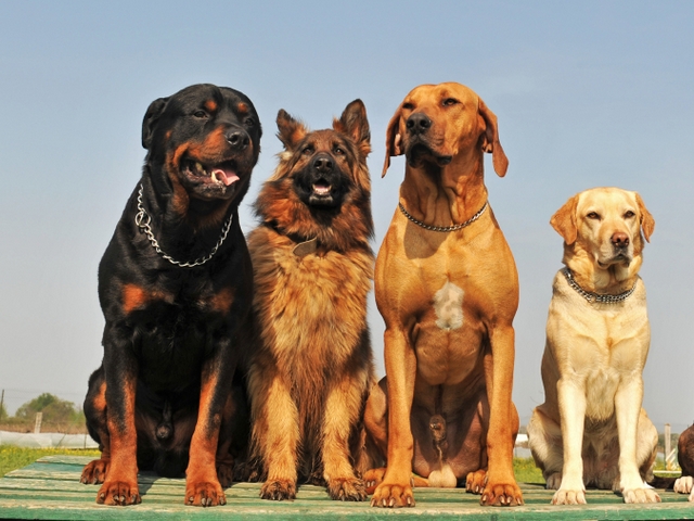 Крупные породы собак в Сертолово | ЗооТом портал о животных